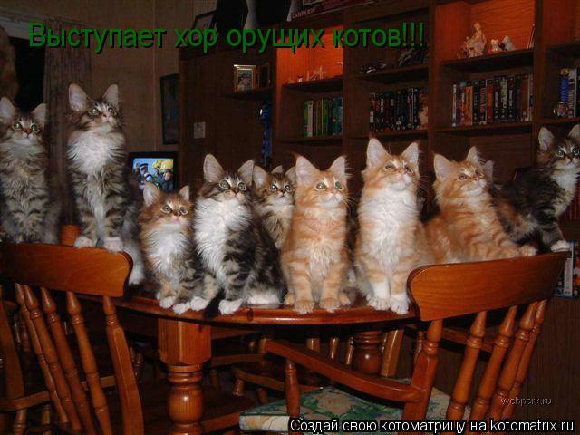 Выступает хор орущих котов!!!... Котоматрица: Выступает хор орущих котов!!!