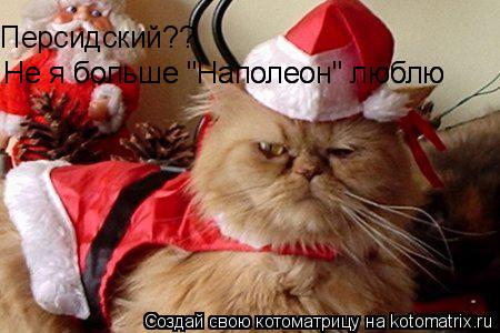 Персидский?? Не я больше "Наполеон" люблю Не я больше "Наполеон" люблю... Котоматрица: Персидский?? Не я больше "Наполеон" люблю Не я больше "Наполеон" люблю
