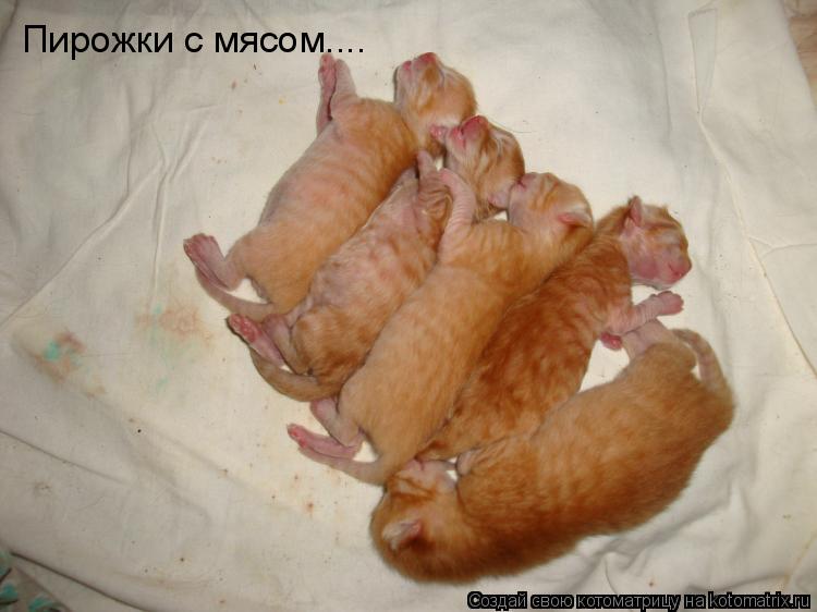 Пирожки с мясом....... Котоматрица: Пирожки с мясом....