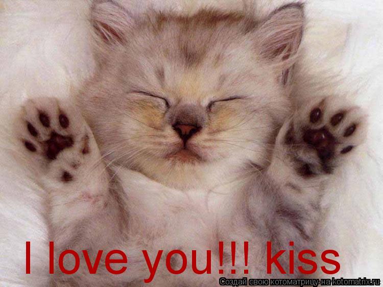 I love you!!! kiss... Котоматрица: I love you!!! kiss