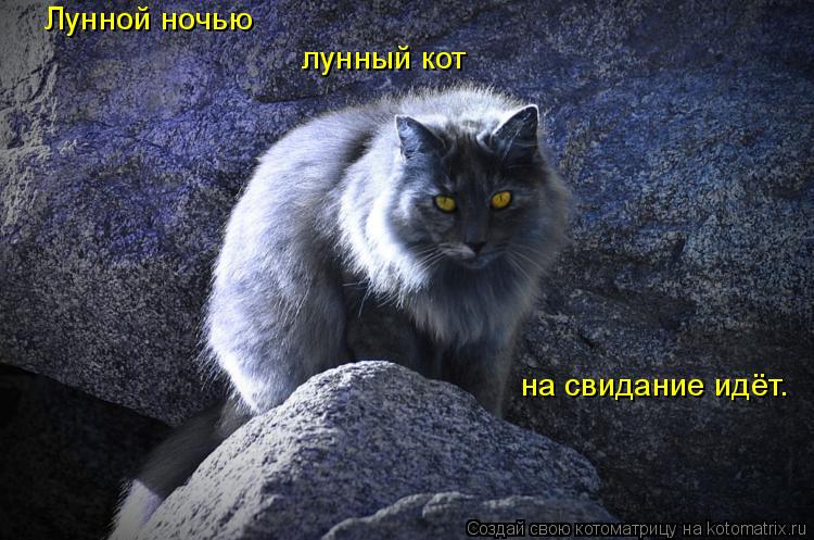 Лунной ночью лунный кот на свидание идёт.... Котоматрица: Лунной ночью лунный кот на свидание идёт.