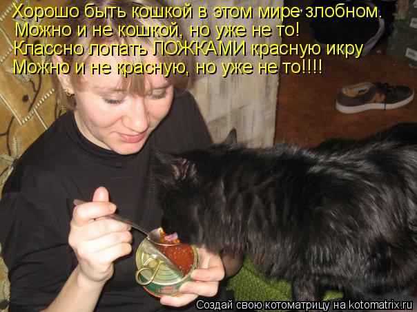 Хорошо быть кошкой в этом мире злобном. Можно и не кошкой, но уже не то! Можно и не красную, но уже ... Котоматрица: Хорошо быть кошкой в этом мире злобном. Можно и не кошкой, но уже не то! Можно и не красную, но уже не то!!!! Классно лопать ЛОЖКАМИ красную икр