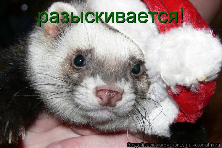 разыскивается!... Котоматрица: разыскивается!