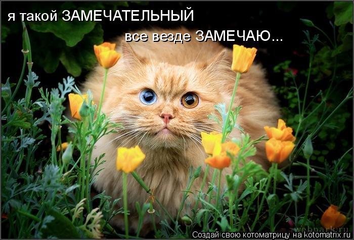 я такой ЗАМЕЧАТЕЛЬНЫЙ все везде ЗАМЕЧАЮ...... Котоматрица: я такой ЗАМЕЧАТЕЛЬНЫЙ все везде ЗАМЕЧАЮ...