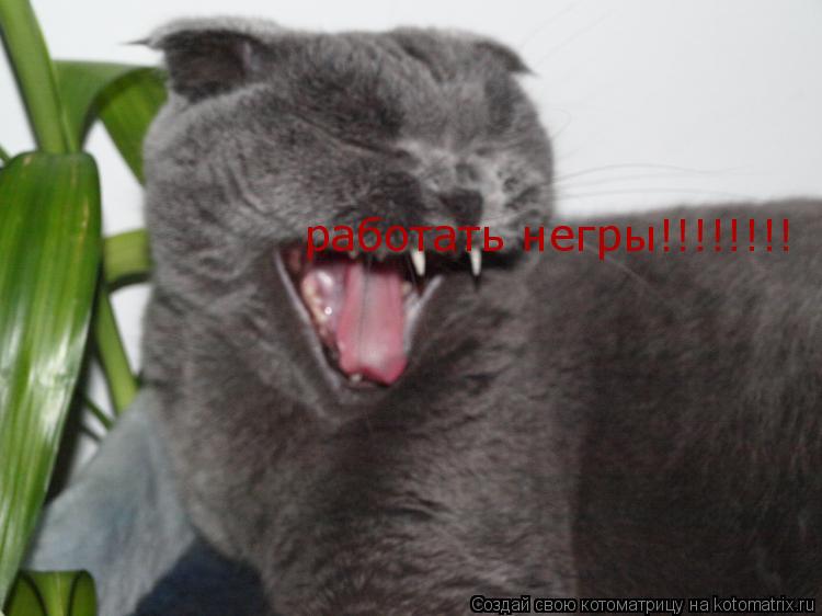 работать негры!!!!!!!!... Котоматрица: работать негры!!!!!!!!