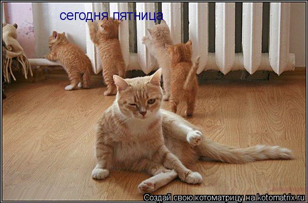 сегодня пятница сегодня пятница... Котоматрица: сегодня пятница сегодня пятница