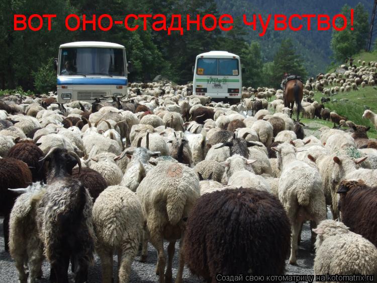 вот оно-стадное чувство!... Котоматрица: вот оно-стадное чувство!