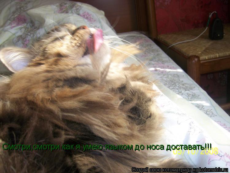 Смотри,смотри как я умею:языком до носа доставать!!!... Котоматрица: Смотри,смотри как я умею:языком до носа доставать!!!
