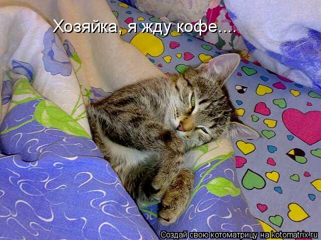 Хозяйка, я жду кофе....... Котоматрица: Хозяйка, я жду кофе....
