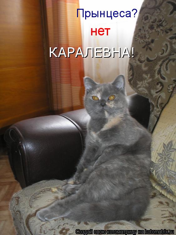 Прынцеса? нет КАРАЛЕВНА!... Котоматрица: Прынцеса? нет КАРАЛЕВНА!