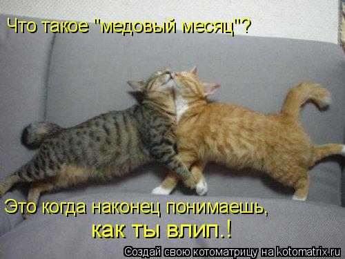 Что такое "медовый месяц"? Это когда наконец понимаешь, как ты влип.!... Котоматрица: Что такое "медовый месяц"? Это когда наконец понимаешь, как ты влип.!