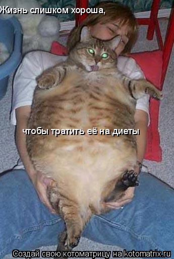 Жизнь слишком хороша, чтобы тратить её на диеты... Котоматрица: Жизнь слишком хороша, чтобы тратить её на диеты