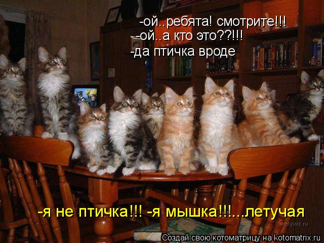-ой..ребята! смотрите!!! -ой..а кто это??!!! -да птичка вроде -я не птичка!!! -я мышка!!!...летучая... Котоматрица: -ой..ребята! смотрите!!! -ой..а кто это??!!! -да птичка вроде -я не птичка!!! -я мышка!!!...летучая
