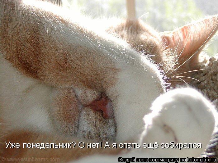Уже понедельник? О нет! А я спать ещё собирался... Котоматрица: Уже понедельник? О нет! А я спать ещё собирался