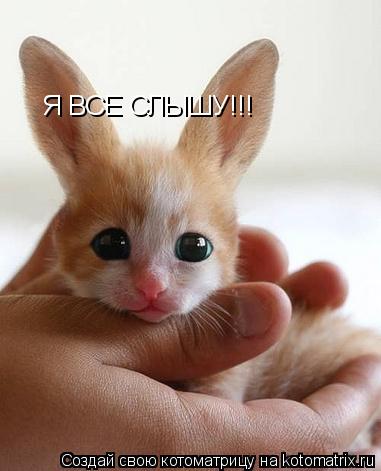 Я ВСЕ СЛЫШУ!!!... Котоматрица: Я ВСЕ СЛЫШУ!!!