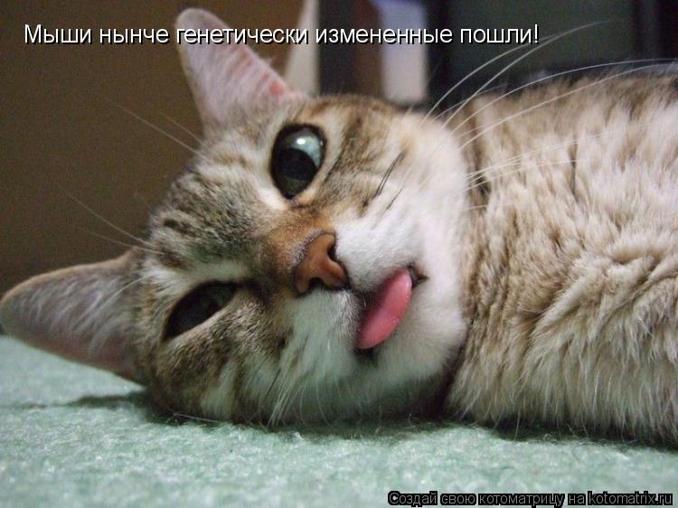 Мыши нынче генетически измененные пошли!... Котоматрица: Мыши нынче генетически измененные пошли!