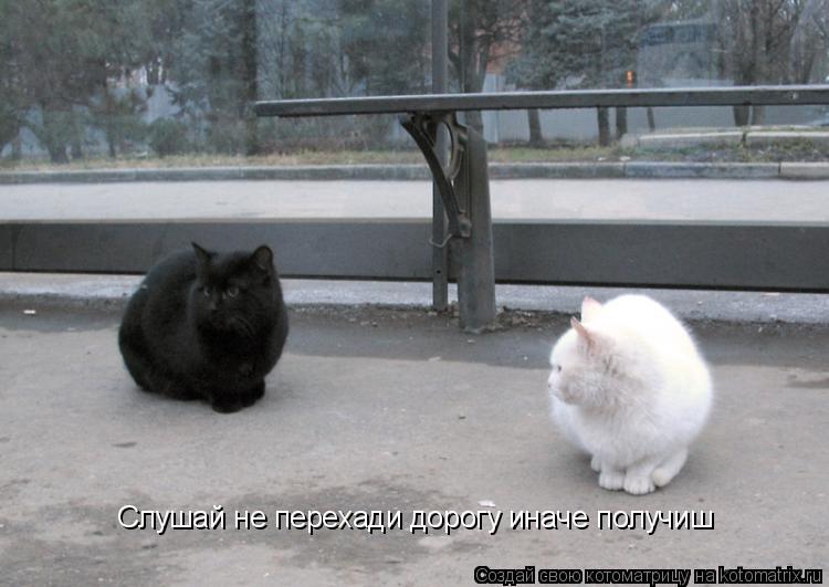 Слушай не перехади дорогу иначе получиш... Котоматрица: Слушай не перехади дорогу иначе получиш