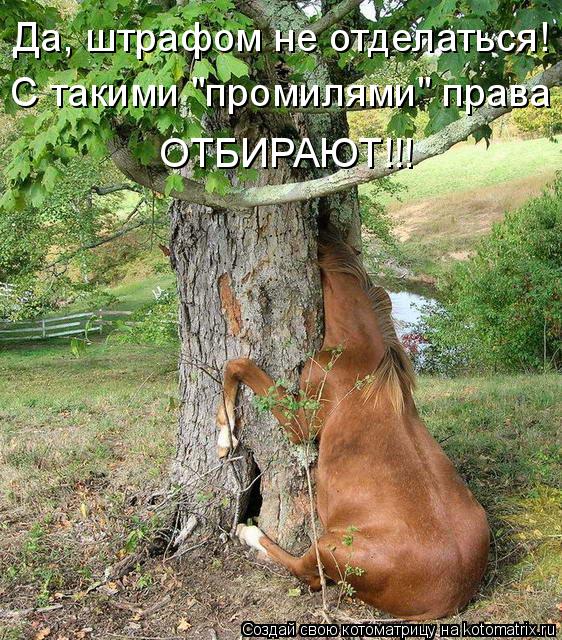Да, штрафом не отделаться! С такими "промилями" права ОТБИРАЮТ!!!... Котоматрица: Да, штрафом не отделаться! С такими "промилями" права ОТБИРАЮТ!!!