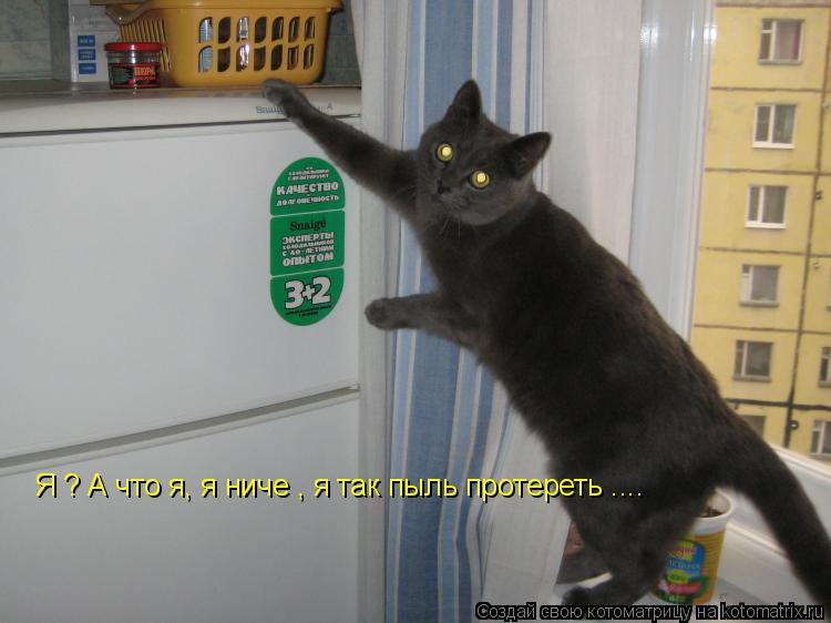 Я ? А что я, я ниче , я так пыль протереть ....... Котоматрица: Я ? А что я, я ниче , я так пыль протереть ....