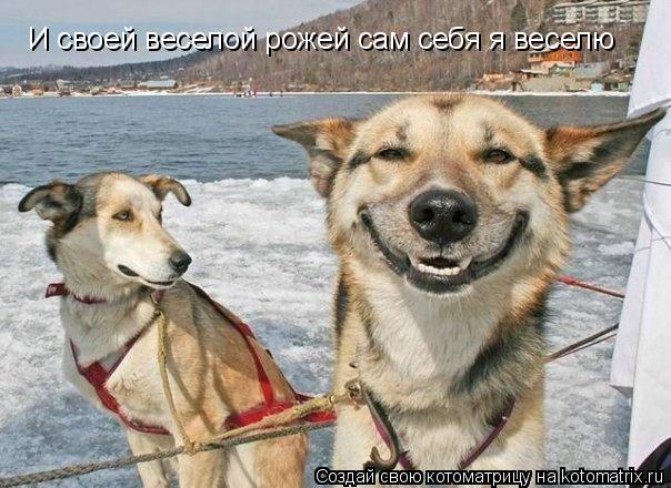И своей веселой рожей сам себя я веселю... Котоматрица: И своей веселой рожей сам себя я веселю
