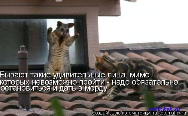 Бывают такие удивительные лица, мимо которых невозможно пройти - надо обязательно остановиться и дат... Котоматрица: Бывают такие удивительные лица, мимо которых невозможно пройти - надо обязательно остановиться и дать в морду
