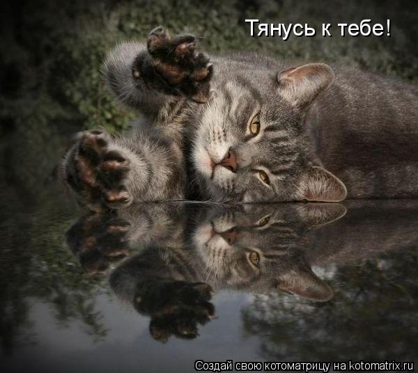 Тянусь к тебе!... Котоматрица: Тянусь к тебе!