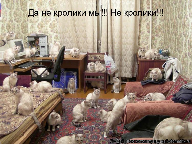 Да не кролики мы!!! Не кролики!!!... Котоматрица: Да не кролики мы!!! Не кролики!!!