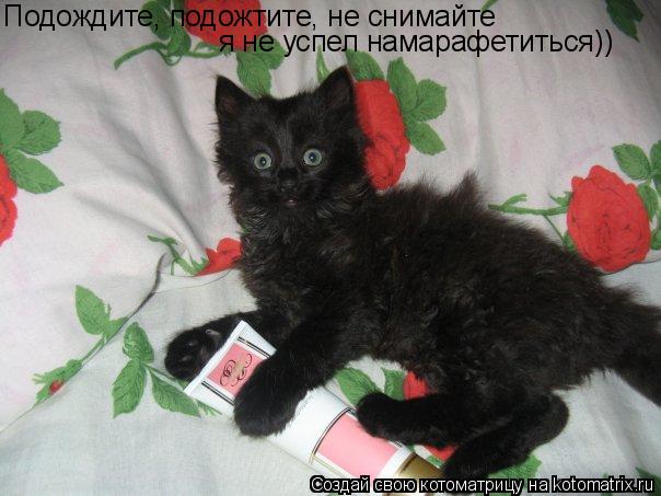 Подождите, подожтите, не снимайте я не успел намарафетиться))... Котоматрица: Подождите, подожтите, не снимайте я не успел намарафетиться))