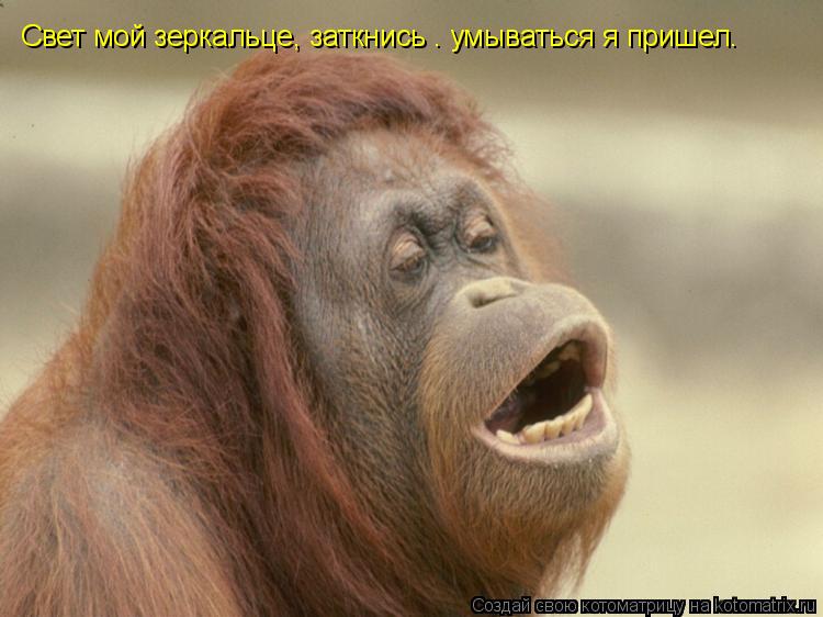Свет мой зеркальце, заткнись — умываться я пришел.... Котоматрица: Свет мой зеркальце, заткнись — умываться я пришел.