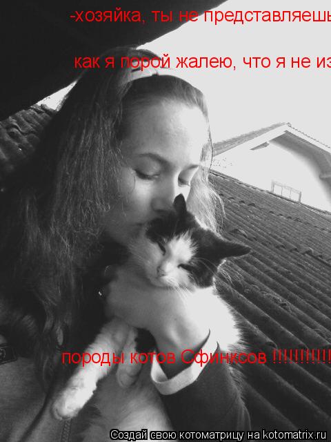 -хозяйка, ты не представляешь… как я порой жалею, что я не из … породы котов Сфинксов !!!!!!!!!!! а-а... Котоматрица: -хозяйка, ты не представляешь… как я порой жалею, что я не из … породы котов Сфинксов !!!!!!!!!!! а-а-а…
