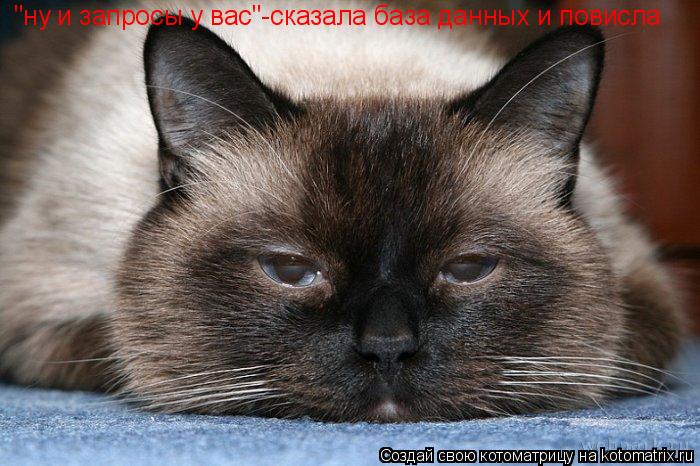 "ну и запросы у вас"-сказала база данных и повисла... Котоматрица: "ну и запросы у вас"-сказала база данных и повисла