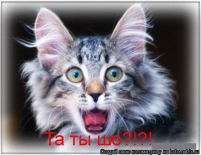 Та ты шо?!?!... Котоматрица: Та ты шо?!?!