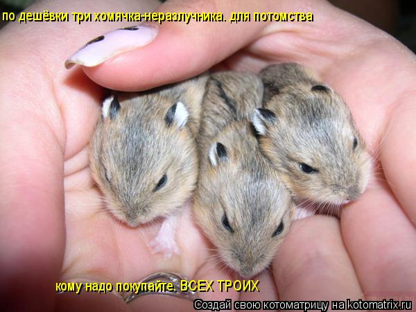 по дешёвки три хомячка-неразлучника. для потомства кому надо покупайте. ВСЕХ ТРОИХ... Котоматрица: по дешёвки три хомячка-неразлучника. для потомства кому надо покупайте. ВСЕХ ТРОИХ