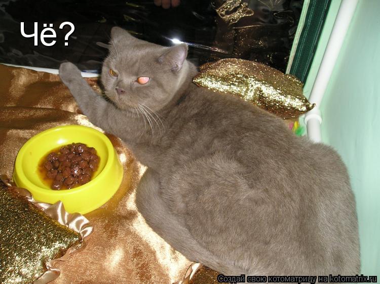 Чё?... Котоматрица: Чё?
