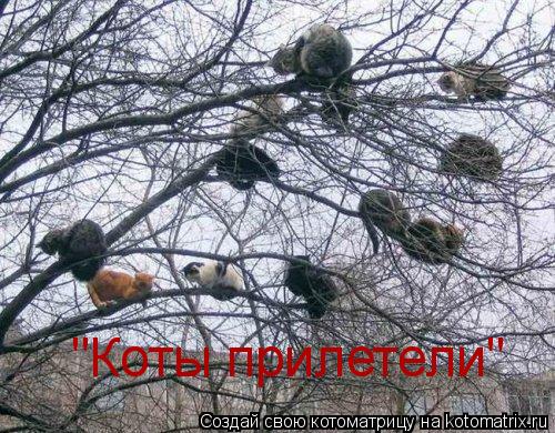 "Коты прилетели"... Котоматрица: "Коты прилетели"