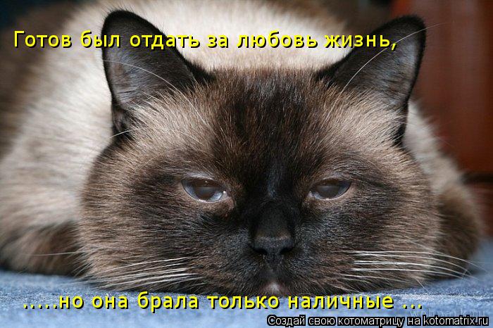 Готов был отдать за любовь жизнь, .....но она брала только наличные ...... Котоматрица: Готов был отдать за любовь жизнь, .....но она брала только наличные ...