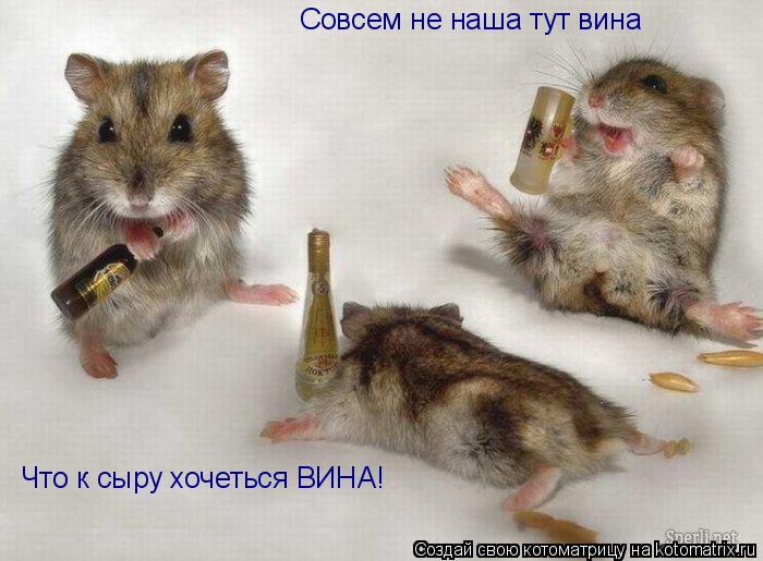Совсем не наша тут вина Что к сыру хочеться ВИНА!... Котоматрица: Совсем не наша тут вина Что к сыру хочеться ВИНА!