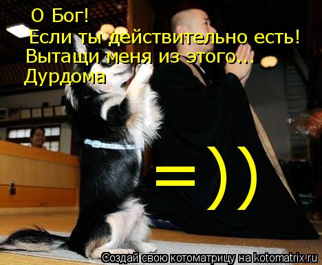 О Бог! Если ты действительно есть! Вытащи меня из этого... Дурдома =))... Котоматрица: О Бог! Если ты действительно есть! Вытащи меня из этого... Дурдома =))