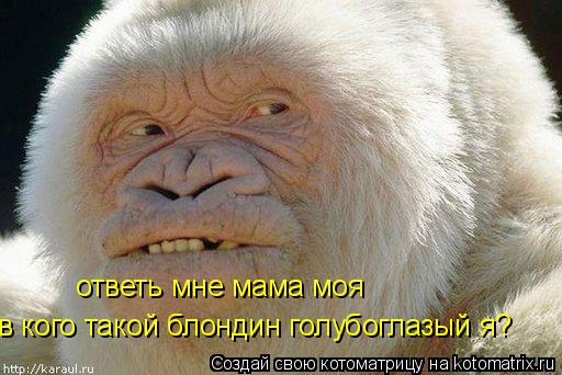 ответь мне мама моя в кого такой блондин голубоглазый я?... Котоматрица: ответь мне мама моя в кого такой блондин голубоглазый я?