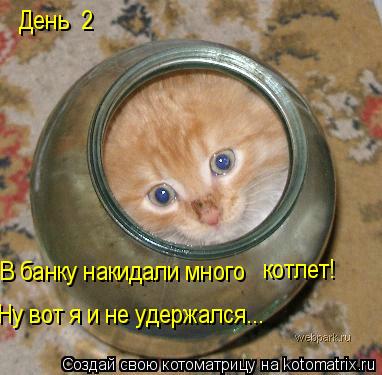 День №2 В банку накидали много котлет! Ну вот я и не удержался...... Котоматрица: День №2 В банку накидали много котлет! Ну вот я и не удержался...