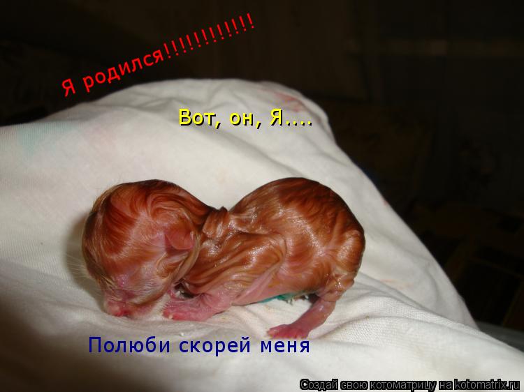 Я родился!!!!!!!!!!!! Вот, он, Я.... Полюби скорей меня... Котоматрица: Я родился!!!!!!!!!!!! Вот, он, Я.... Полюби скорей меня