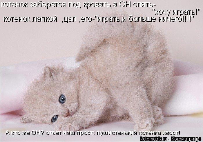 "хочу играть!" котенок лапкой ,цап ,его-"играть,и больше ничего!!!!" котенок заберется под кровать,а... Котоматрица: "хочу играть!" котенок лапкой ,цап ,его-"играть,и больше ничего!!!!" котенок заберется под кровать,а ОН опять- А кто же ОН? ответ наш прост: пушис
