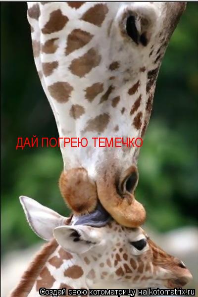 ДАЙ ПОГРЕЮ ТЕМЕЧКО... Котоматрица: ДАЙ ПОГРЕЮ ТЕМЕЧКО