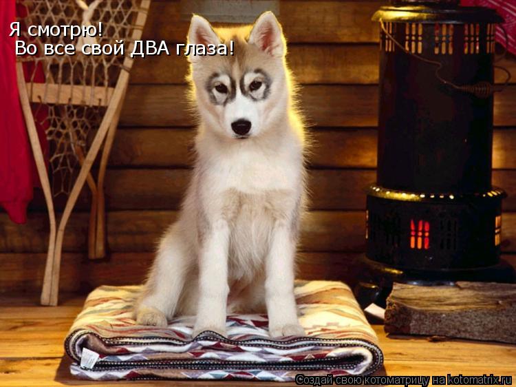 Во все свой ДВА глаза! Я смотрю!... Котоматрица: Во все свой ДВА глаза! Я смотрю!