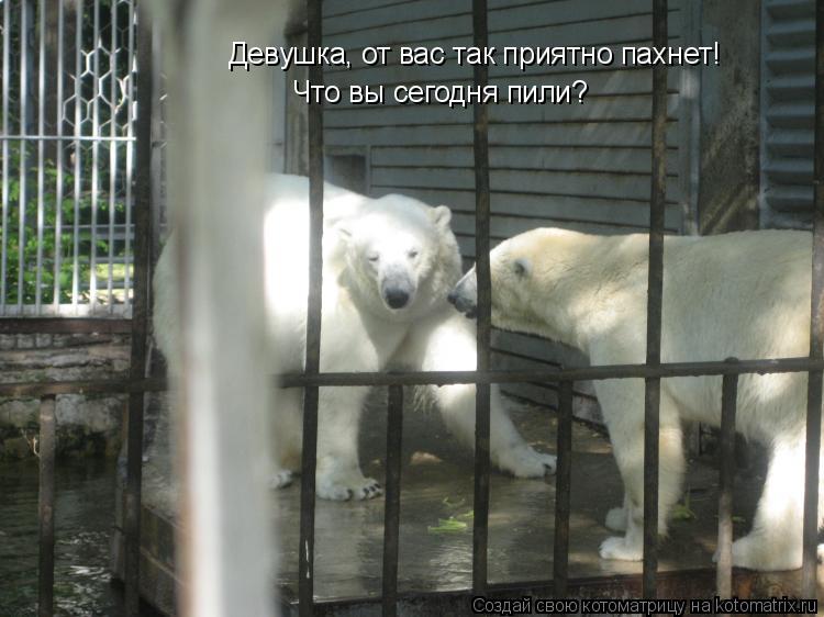 Девушка, от вас так приятно пахнет! Что вы сегодня пили?... Котоматрица: Девушка, от вас так приятно пахнет! Что вы сегодня пили?