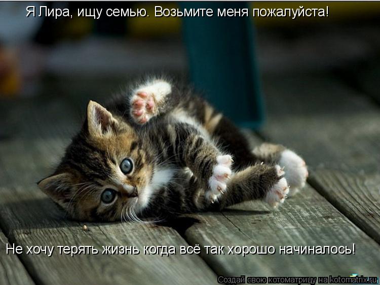 Я Лира, ищу семью. Возьмите меня пожалуйста! Не хочу терять жизнь когда всё так хорошо начиналось!... Котоматрица: Я Лира, ищу семью. Возьмите меня пожалуйста! Не хочу терять жизнь когда всё так хорошо начиналось!