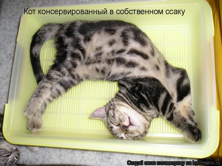 Кот консервированный в собственном ссаку... Котоматрица: Кот консервированный в собственном ссаку