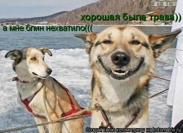 хорошая была трава)) а мне блин нехватило, а мне блин нехватило(((... Котоматрица: хорошая была трава)) а мне блин нехватило, а мне блин нехватило(((