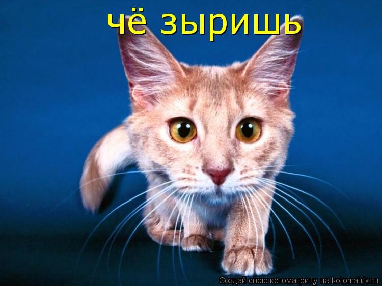 чё зыришь... Котоматрица: чё зыришь