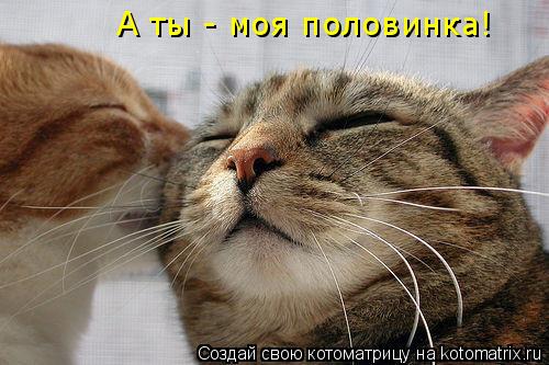 А ты - моя половинка!... Котоматрица: А ты - моя половинка!